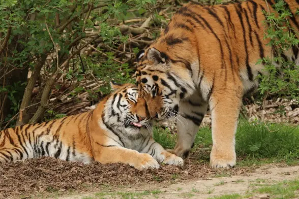 Two tigers cuddling, one lying on the ground the other approaching.