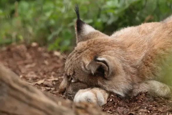 A lynx sleeping on the forest floor with head on their paw.
