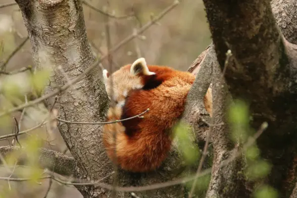 A red panda sleeping cozily in a tree.