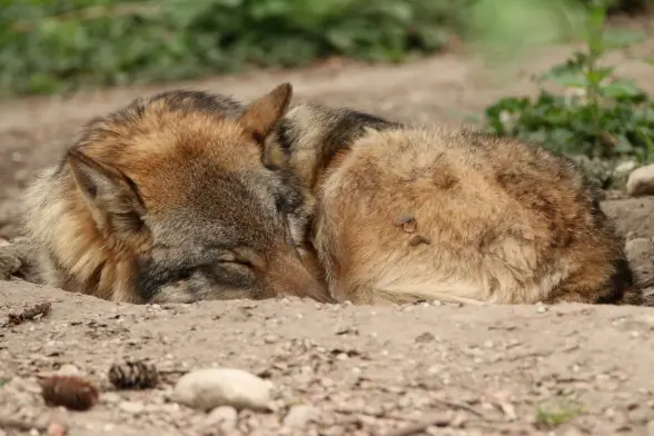 A wolf sleeping in a little hole in the ground.