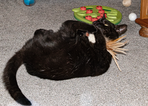 A black cat with yellow-amber eyes is rolling on the carpet , playing with her favourite toy (a white catnip-filled mouse with a brown feathered tail).  Behind her is a green and red 'treat puzzle board' and several balls..  To the right is the corner of a pine shelving unit - her catnip toys are kept on the lowest shelf, where she can easily pick which ones she wants to play with.  She takes this feathered mouse to bed with her most nights, like a toddler with their much loved teddybear.