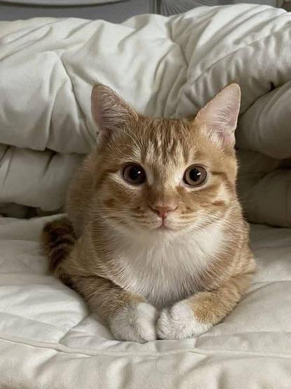 Ginger cat sitting on a bed looking into the camera.