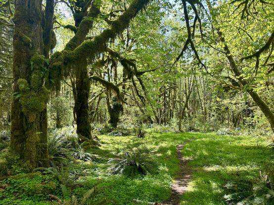 A thin footpath is seen where one could walk into a densely green forest.