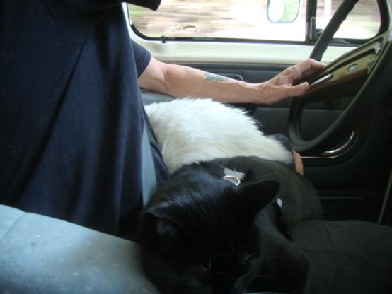 A man is driving a large truck (Motorhome) and has his left hand on the steering wheel. under that arm, closest the door, is a white cat sleeping. Closer, on the right side, is a black cat (tuxedo) sleeping on the other leg of the driver
