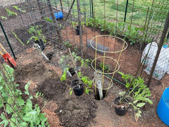Three tomato plants in black pots next to three holes that have white pipes sticking out, each with glass funnels at their tips.