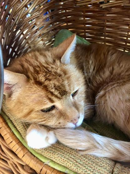Ein roter Kater liegt in einem Katzenkorb. Er legt seinen Kopf auf eine Pfote und hat seinen Schwanz um sich geringelt. Im Korb ist ein Kissen, auf dem es gemütlich ist für Katzen. Die Augen des Katers sind offen, er spitzt ein bisschen die Ohren.

A red tomcat is lying in a cat basket. He is resting his head on one paw and has his tail curled around him. There is a cushion in the basket where it is cosy for cats. The cat's eyes are open and his ears are pricked up a little.