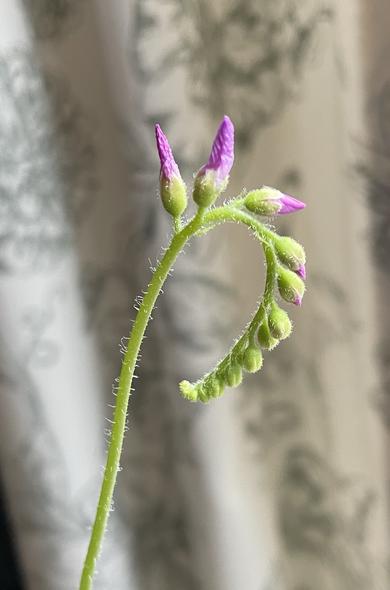 A close-up of a green Cape Sundew plant stem featuring budding flowers with purple tips. The stem has a slight curve and is covered with fine hairs. A blurred, floral-patterned background is visible.