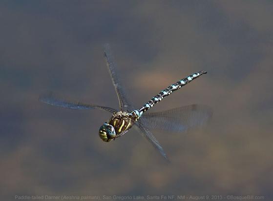 Photo of a dragonfly in flight against a mottled dark background. Clear wings are blurred; thorax is dark with light green diagonal stripes; abdomen is black with light blue dots and spots in a regular pattern; head is dark and blue and green.
©BosqueBill.com