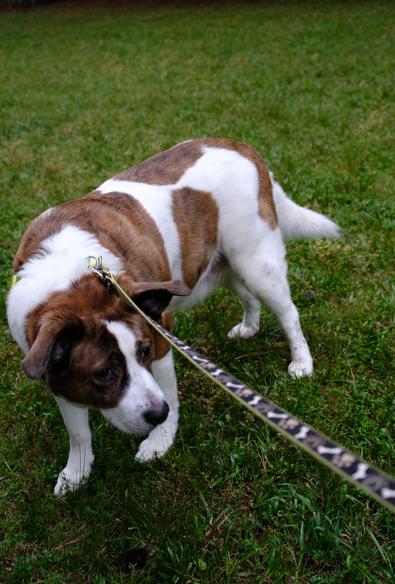 A white and brown dog standing on green grass at a park, turning his head toward the right side of the screen