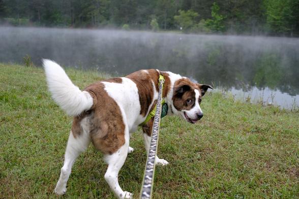 A white and brown dog standing on green grass of a park in front of a pond with steam rising