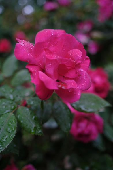 A red rose close up with raindrops