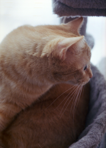 A ginger tabby, curled in a grey, circular hammock, raises her head and cranes her neck to see something to our right.