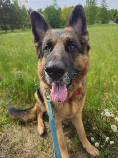 A photo of a German Shepherd Dog sitting on the green grass, staring at the camera, his mouth wide open and his tongue out