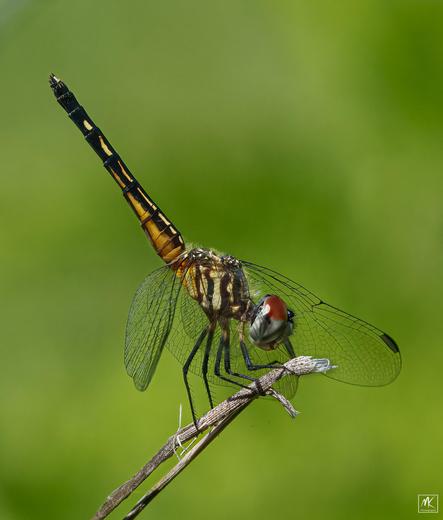 Color photo of a female blue dasher dragonfly perched on the end of a plant stem with its body held up at a steep angle.