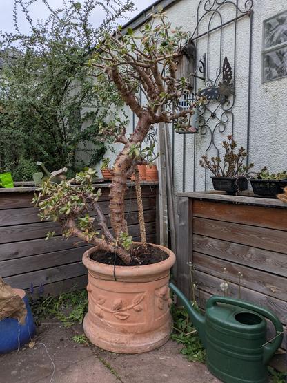 Big crassul (1.6m) in a large terracotta pot surrounded by garden supplies.