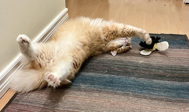 Gus the cat lies upside down on a gradient rug while torturing a stuffed bumblebee.