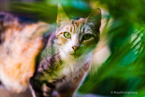 Calico mama cat is peeking through shrubbery
