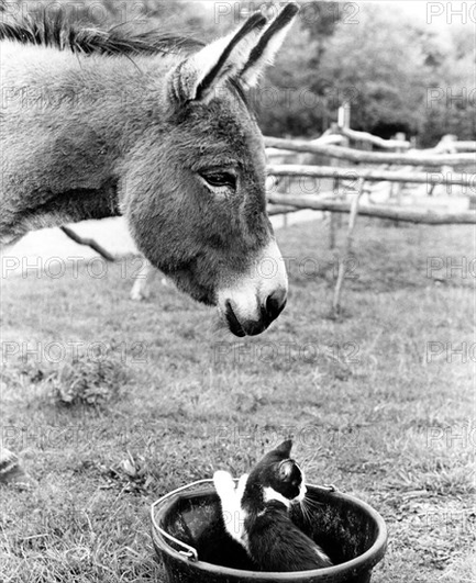 Black and white photo of a donkey benevolently leaning over a kitten playing in a bucket, in a farm field setting