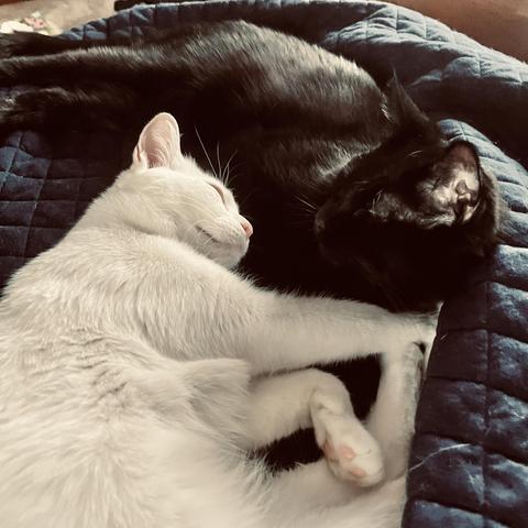 on a dark bed spread, a white cat smiles, snuggling up to a black cat