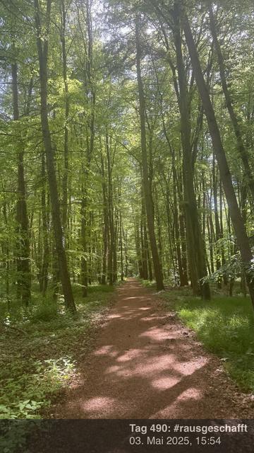 Herrliches Licht im Wald. Eine sehr friedliche Stimmung.