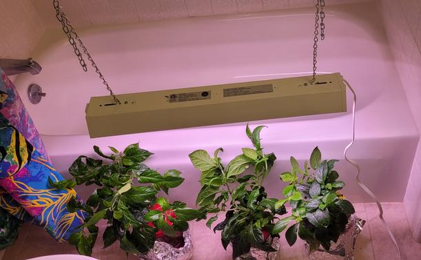 Three hot pepper plants lit by a grow light
