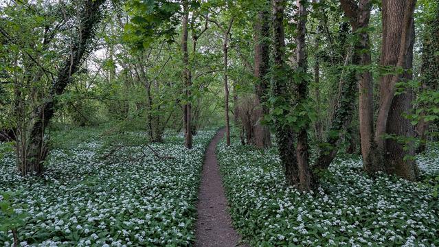 Photograph taken while walking a small copse of trees. All deciduous and spread out and many with moss and ivy on their trunks. The ground is flat and - except for a narrow well worn track heading straight off into the distance - is uniformly covered in low ground covering greenery that is densely sprinkled with small, spikey white flowers. The flowers are so numerous the effect is almost like a dusting of snow. These are wild garlic flowers and they also have a very strong - and quite delicious - onion/garlic-like scent that, at this time of the season, you can often detect long before you're actually amongst them.