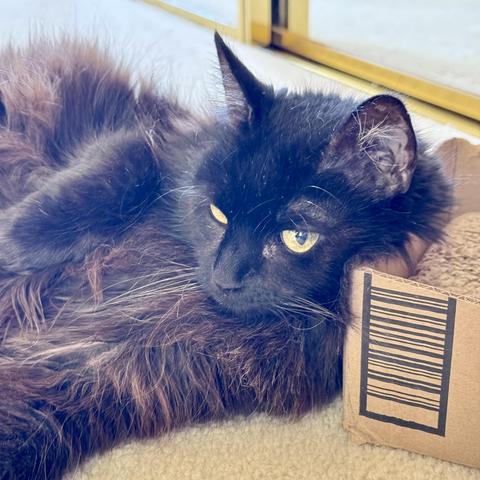 A fluffy black cat 🐈‍⬛ with yellow eyes is lying down with her head propped up by a cardboard box.