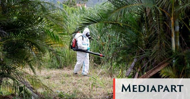 Chikungunya : « On assiste à une accélération des émergences d’arboviroses chez l’homme - Mediapart