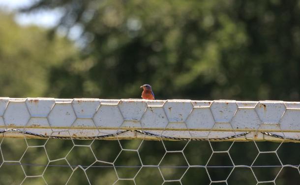 A red and blue male Eastern Bluebird sits atop a soccer goal with a bug in his mouth.