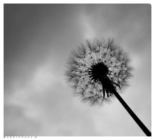 Schwarzweißfotografie: grauer verschleierter Himmel, ins Bild ragende, von unten fotografierte, kugelförmige Pusteblume an einem dunklen Stängel