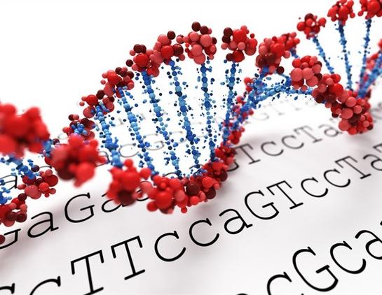 Study uncovers how a mobile genetic element hijacks human cells