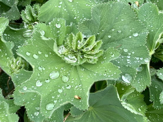 Auf den Blättern des Frauenmantels Regentropfen wie Perlen. Es waren laut meinem Regenmesser nur 2 mm Regen hier.