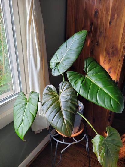 A beautiful lush plant sits next to a bright window. Leaves are large and green with a light veining.