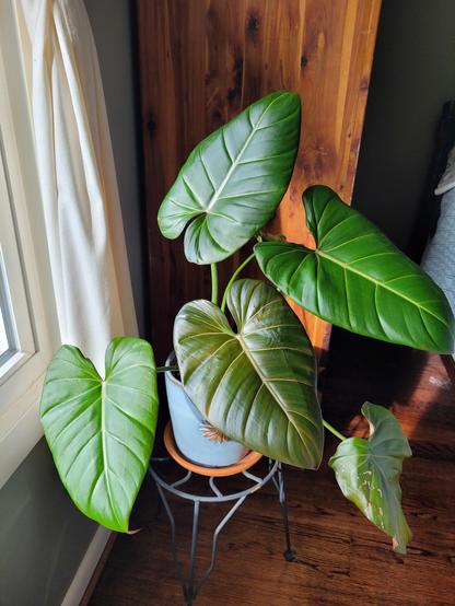 Morning light shines on a big green plant. Leaves are somewhat heart shaped.