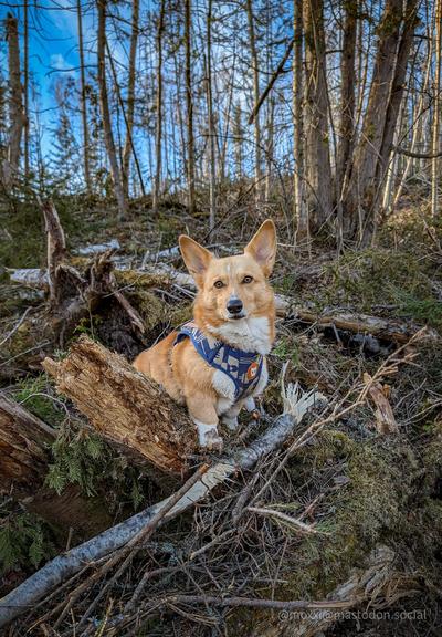 Moxxi the corgi is sitting on a stump in a forest in spring. She's wearing a blue harness and looking at the camera.