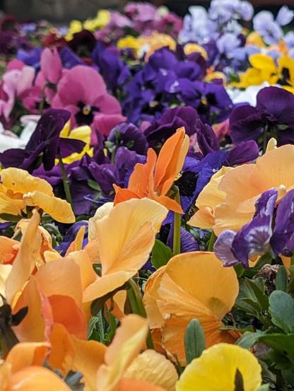 Brightly colored flowers, some close up and others reaching into the background. Yellow, orange, purple, and pink.