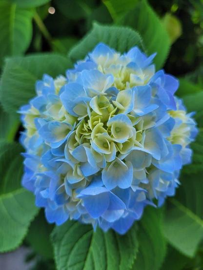 Close up of a hydrangea blooming. Petals fade from blue to white.