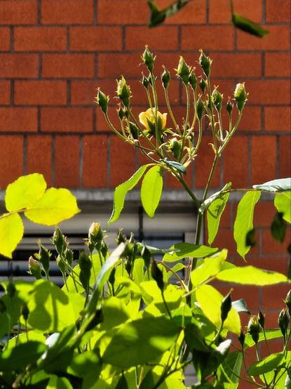 Knospen einer offen blühenden Rose