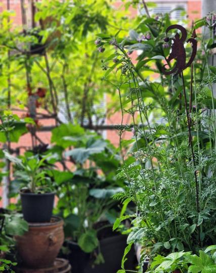Viele Pflanzen auf einem Balkon, im Vordergrund Sterndolde Astrantia major, mitten Duftscabiose, hinten Beinwell, Stockrose, Fingerhut und Rose.
Eine rostige Figur, die einen bärtigen Mann mit Krone darstellt