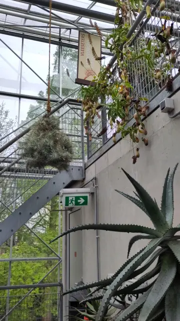 Stairs in a glashouse in Leiden