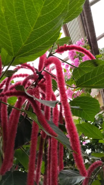 Fluffy flowers