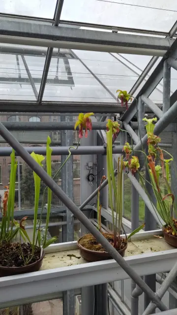 Carnivore plants
