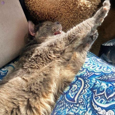 A dilute tortoiseshell cat stretches her forepaws towards a sun beam that is landing upon her torso and legs upon a blue paisley seating square. Her head is in shadow but next to a beige shaggy cat tree and her mouth is open with her joy at greeting the day, illustrating Starting Their Day.