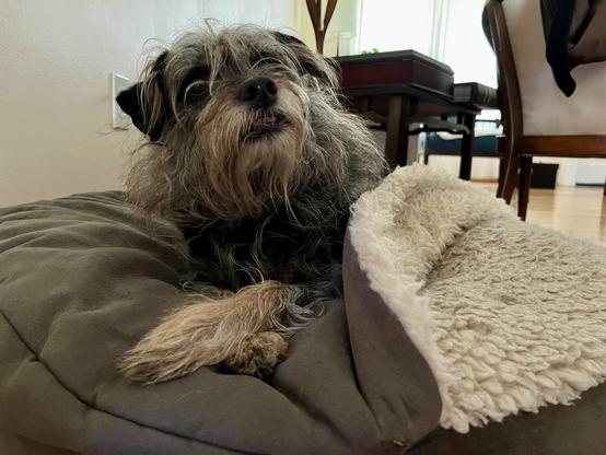 A scruffy, black and gray terrier with long fur is perched on a dog bed,looking majestically upward towards the future.