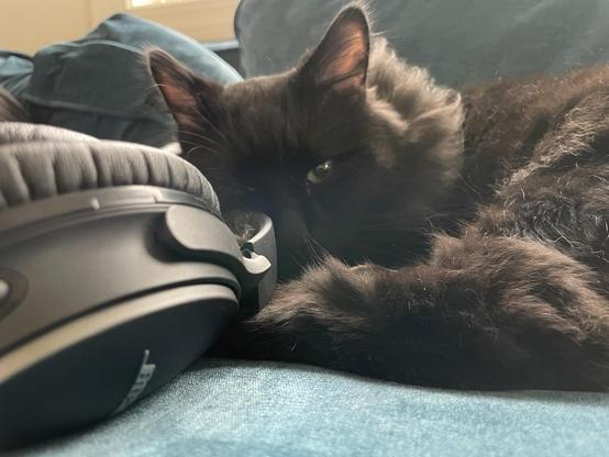 A fluffy black cat curled up lying down with his face resting against a pair of headphones. He has one eye open looking at the camera