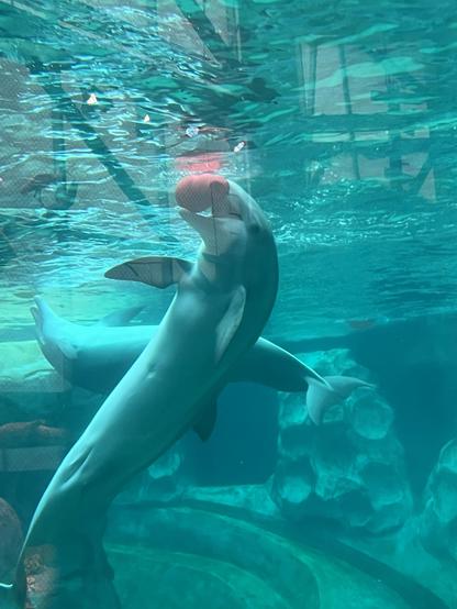 A dolphin is swimming underwater, playfully holding a pink ball in its mouth. The water is clear, showcasing the dolphin's sleek body against a rocky background. Bubbles and reflections add to the lively aquatic scene.