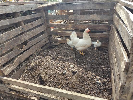 A white chicken and two white chicks are standing inside a nearly empty middle compost bay (of three).