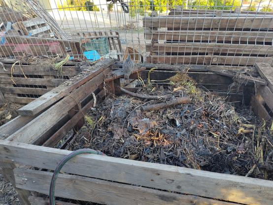 The same grey chick is inspecting the middle compost bay, which is now filled with most of the former content of the leftmost bay - semi composted material.