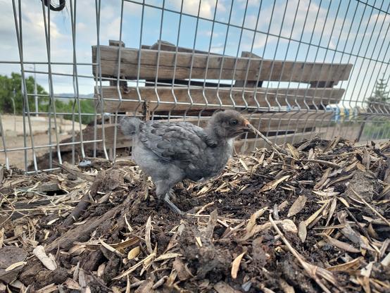 Closeup of the grey chick atop the now completely filled up middle compost bay.