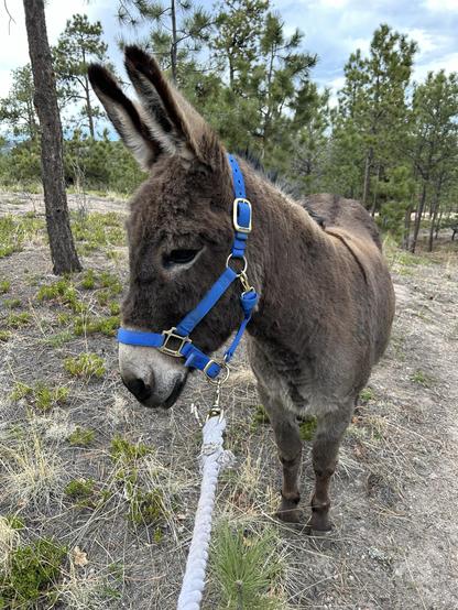 A dark gray donkey looking off to the left in a handsome blue halter. He has a very fluffy forehead and gigantic standard-issue donkey ears.